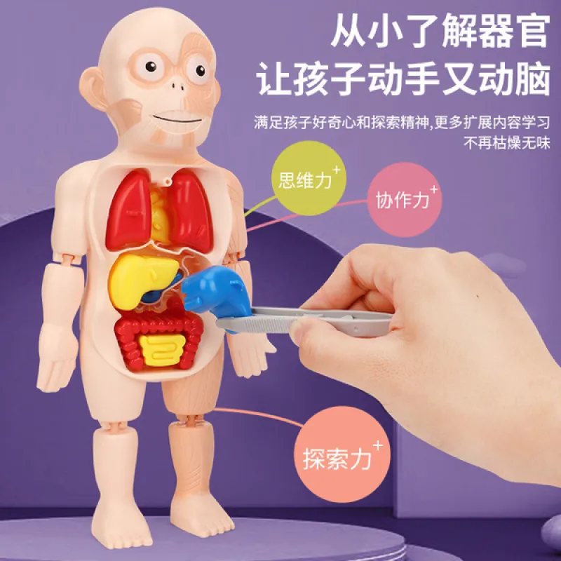 Baby model body organs